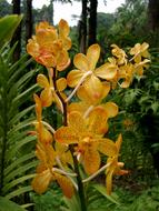 Orchid Blossom Bloom