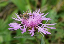 Flowers The Beasts Of Field