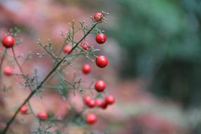 Nature Outdoors Leaf