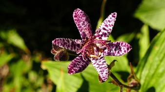 Tricyrtis Hirta Lily Autumn Plant