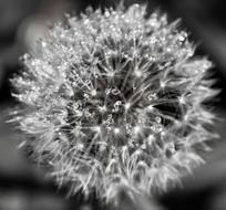 Nature Flower Dandelion