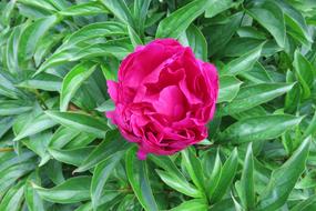 Pink Peony Red Blossom
