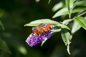 Buddleja Davidii Summer Lilac