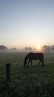 Horse Meadow Fog Morning