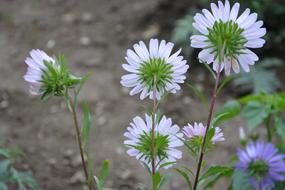 Yellow Flowers Daisies
