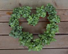 Heart Plants Crowns