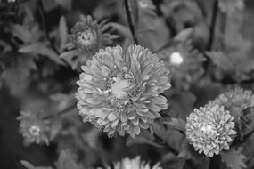 Flower Flowers Photo Black White