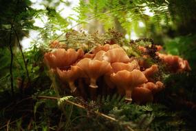 Forest Mushroom Nature