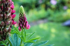 Flower Spring Garden