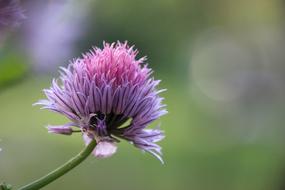 Flower Garden Spring