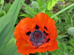 Poppy Flower Bloom