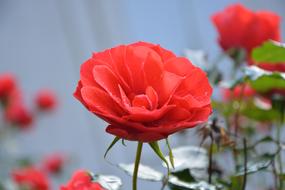 Pink Red Roses Buttons