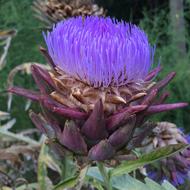 Artichoke Purple Beautiful