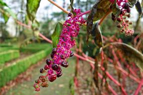 Pokeweed Pokeberries Phytolacca