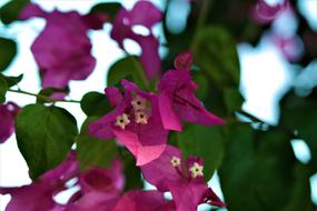 Flower Blossom Bloom