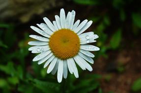 Wet white Flower at Garden Nature