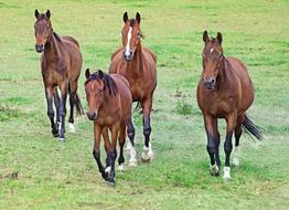 Nature Animals Horse