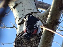 Great Spotted Woodpecker Tree