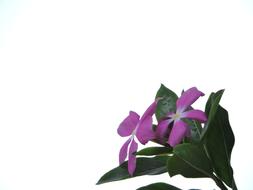 Pink Flowers Nature Pretty