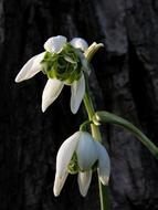Snowdrop Filled Snowdrops White