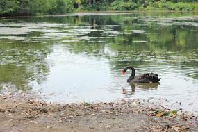 Nature Wildlife Pond