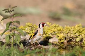 Goldfinch European Water