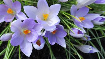 Crocus Flower Nature