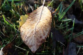 Rosa Morning Feather