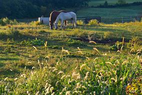 Field Morning Horses