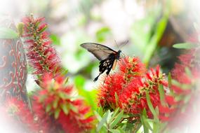 Butterfly Flowers Nature