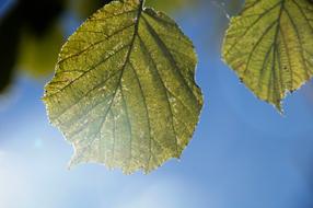 Leaf Backlighting Soft Light