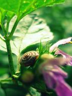 Nature Green Snail