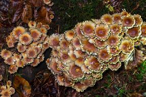 Mushroom Floor Sponge