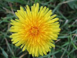 Dandelion Flower Yellow