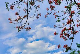 Season Flower Sky