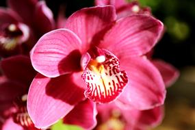 Flowers Plants Nature