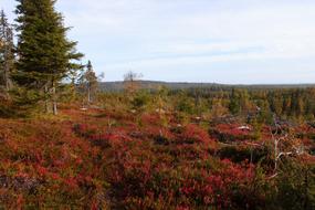 Autumn Lapland Nipple