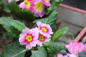 Primrose Primula Nature
