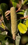 Banksia Flower Bud