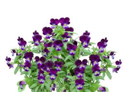 Pansy Spring Flower