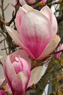Flower Magnolia Pink White