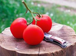 knife near the tomatoes
