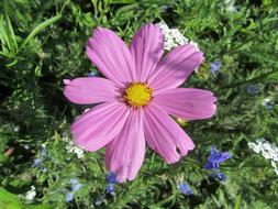 Pink Flower Nature Garden Spring