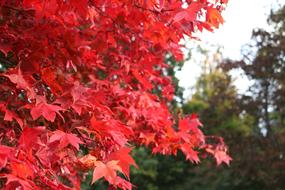 Bodnant Gardens Tree Leaves