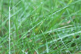 Grass Wet Drip