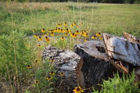 Wild Flowers macro view