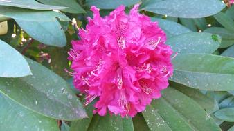 Detail Flower Mandala