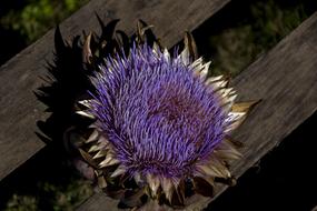 Flower Nature Artichoke