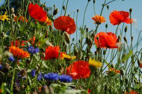 Papaverales Plant Nature