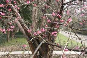 Plum Blossom Flower